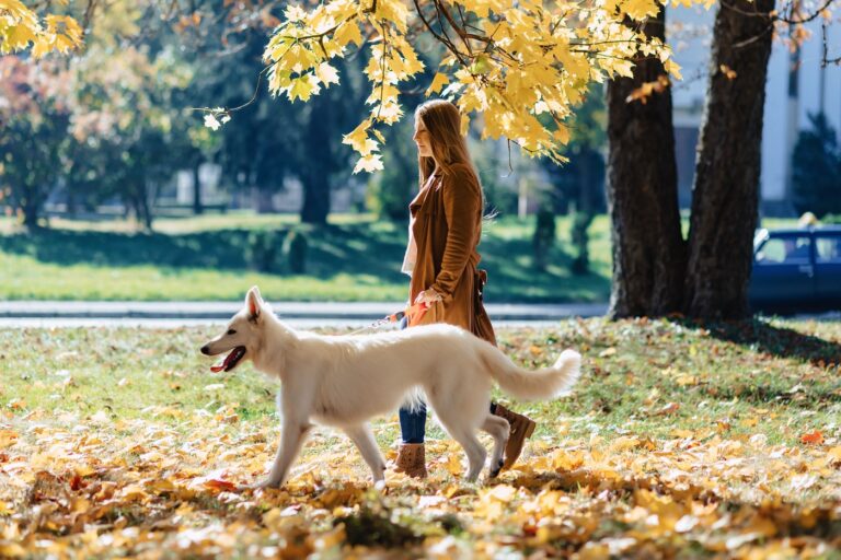 Dla miłośników psów: Wybiegi, psie strefy i&nbsp;zasady w&nbsp;Parkach Miejskich Jeleniej Góry